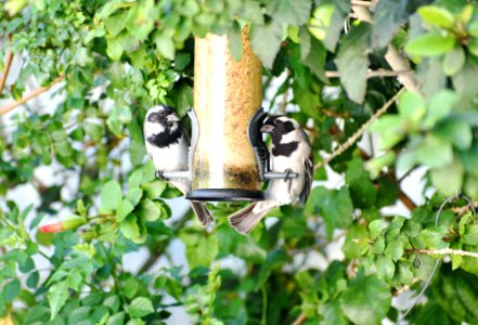 Bird Fauna Tree Plant