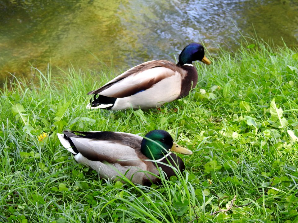 Duck Bird Mallard Fauna
