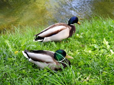 Duck Bird Mallard Fauna