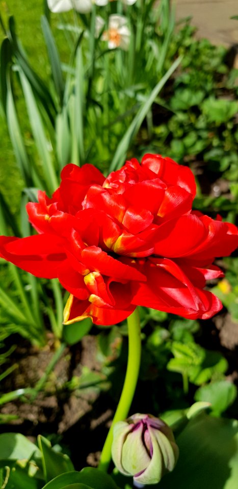 Flower Plant Flowering Plant Tulip