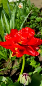 Flower Plant Flowering Plant Tulip