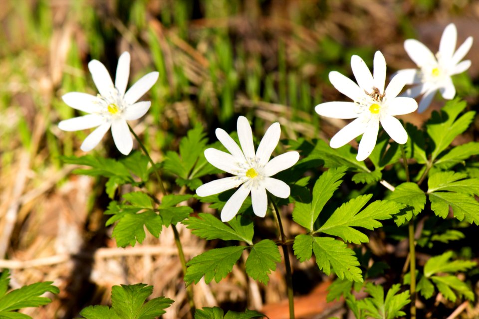 Flower Plant Flora Flowering Plant