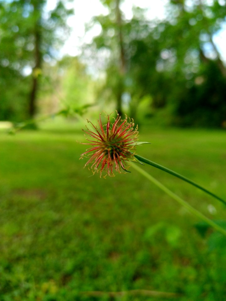 Vegetation Grass Flora Plant
