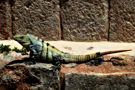 Reptile Scaled Reptile Lizard Iguana photo