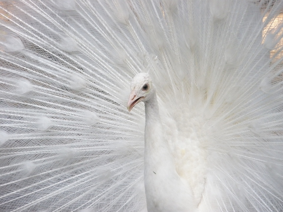 Ave beautiful white