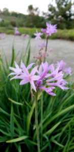 Plant Flower Flora Flowering Plant