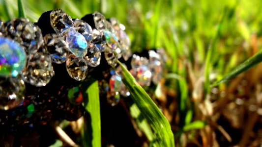 Plant Flora Close Up Macro Photography photo