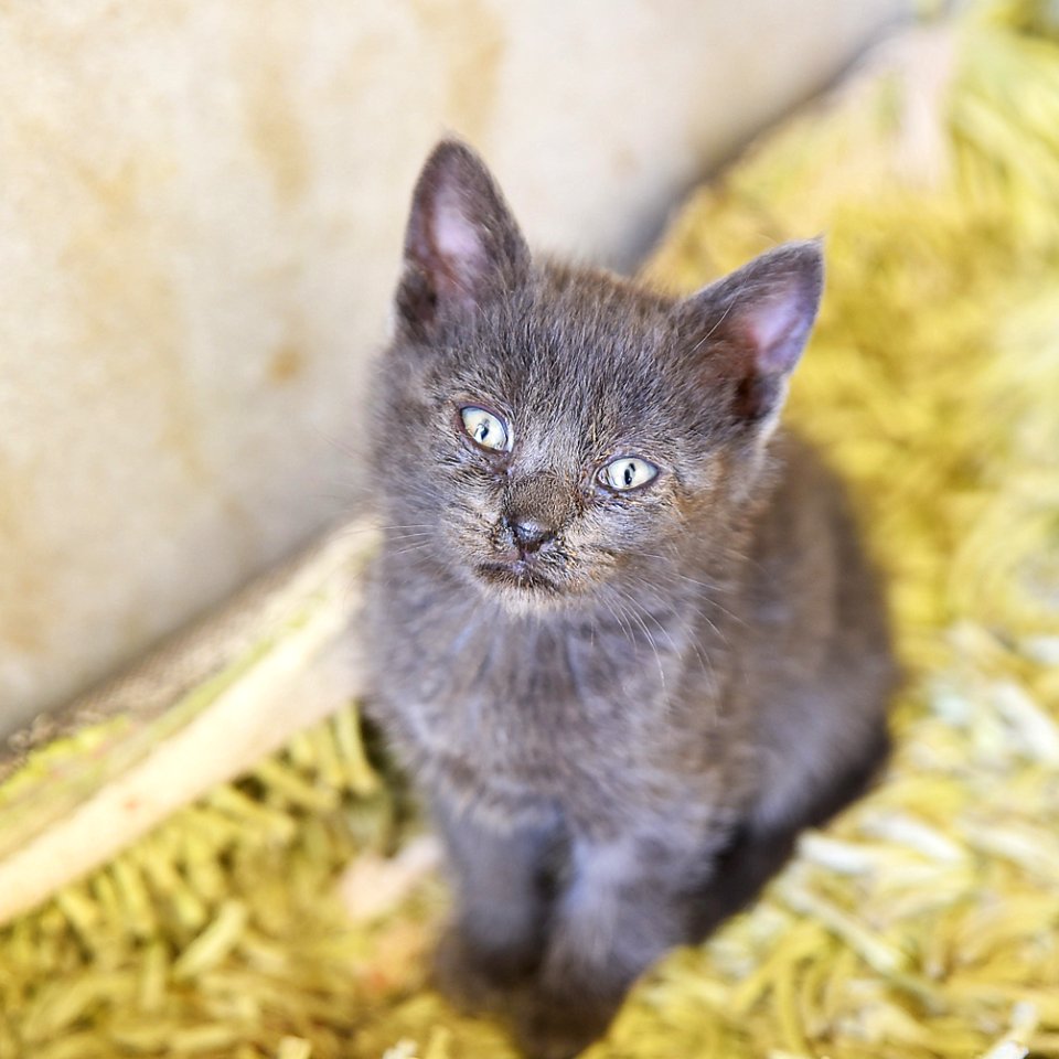 Cat Small To Medium Sized Cats Fauna Cat Like Mammal