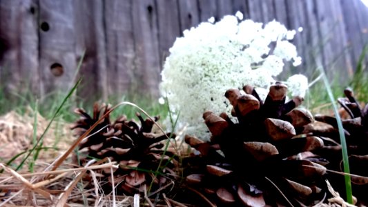 Flora Plant Flower Fungus