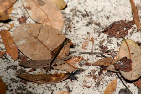 Fauna Leaf Reptile
