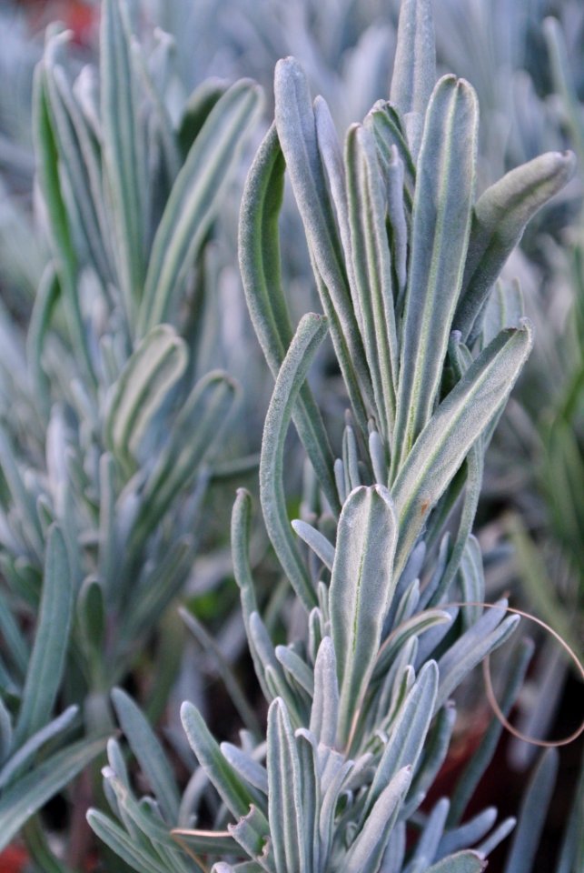 Plant Lavender Lavandula Dentata Rosemary