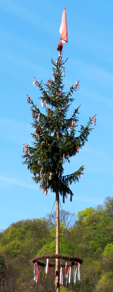 Tree Sky Woody Plant Christmas Tree photo