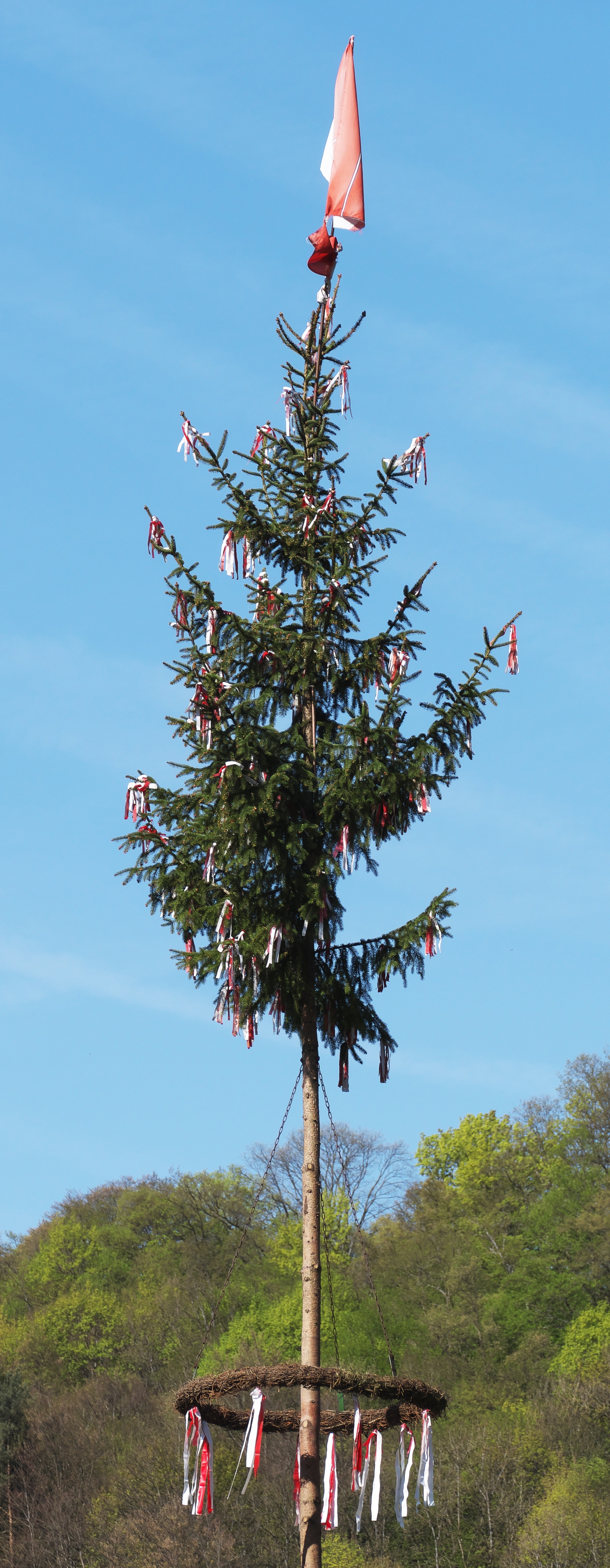 Tree Sky Woody Plant Christmas Tree