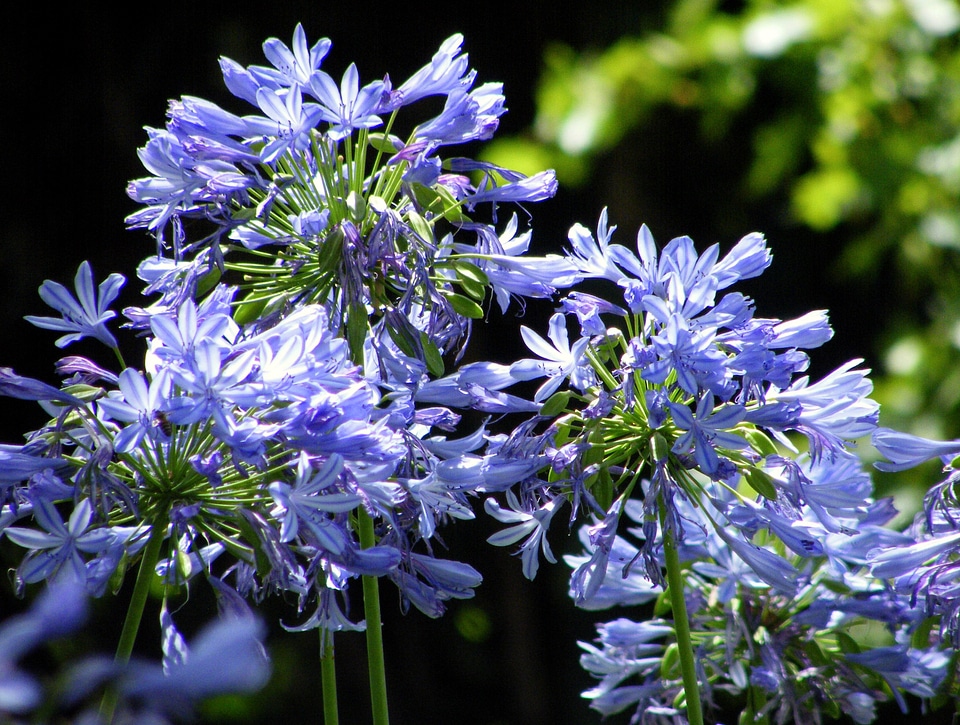 Floral plants natural