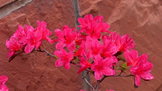 Flower Plant Pink Woody Plant