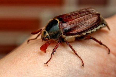Insect Invertebrate Macro Photography Beetle