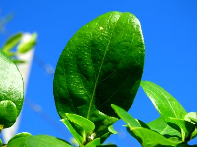 Leaf Plant Sky Organism