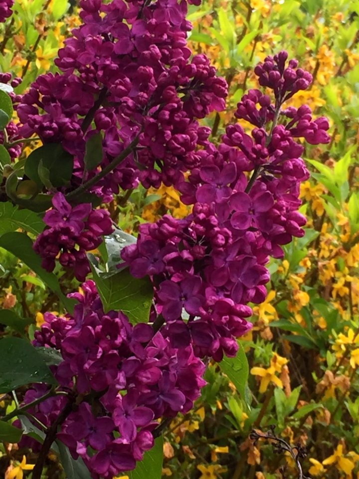 Plant Flower Lilac Shrub