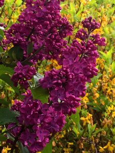 Plant Flower Lilac Shrub photo
