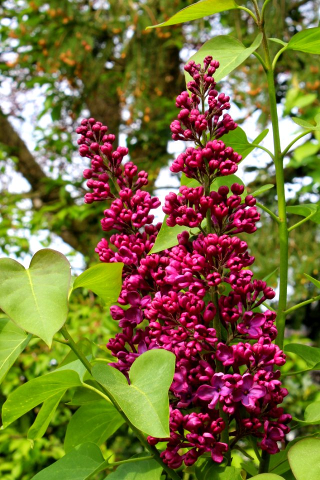 Plant Flower Lilac Flowering Plant