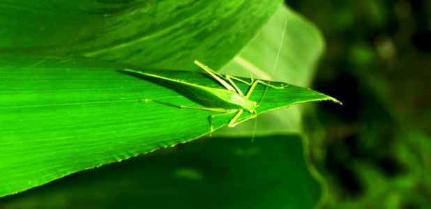 Leaf Green Grasshopper Insect photo