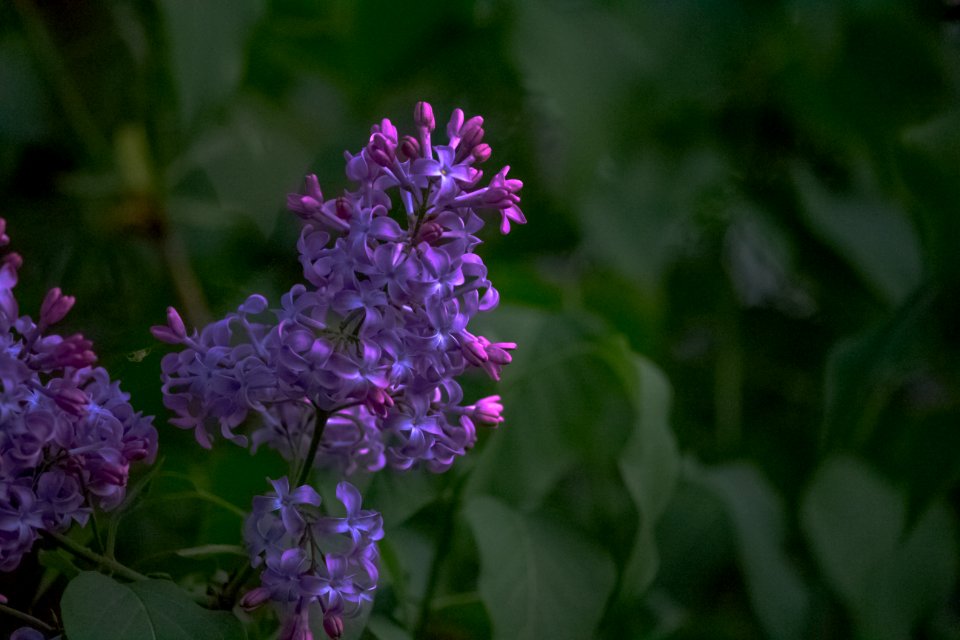 Flower Plant Purple Flora
