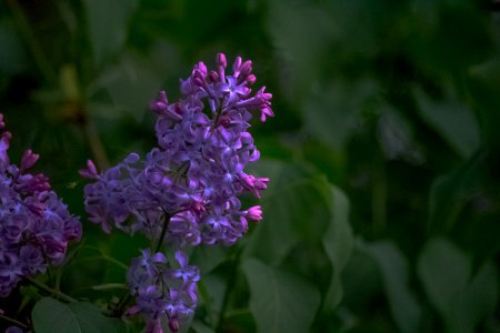 Flower Plant Purple Flora