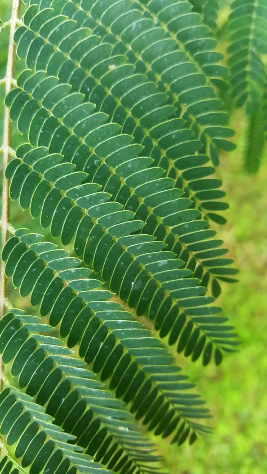 Vegetation Plant Leaf Ostrich Fern