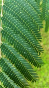 Vegetation Plant Leaf Ostrich Fern photo