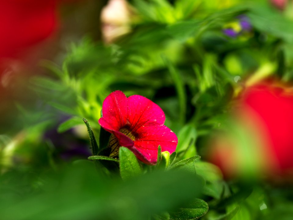 Flower Plant Leaf Close Up