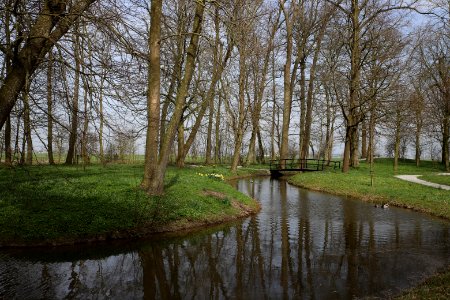 Waterway Reflection Water Tree