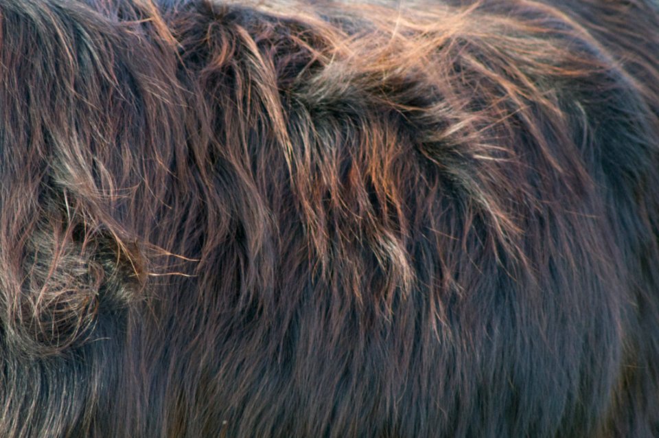 Fur Mane Wildlife Snout