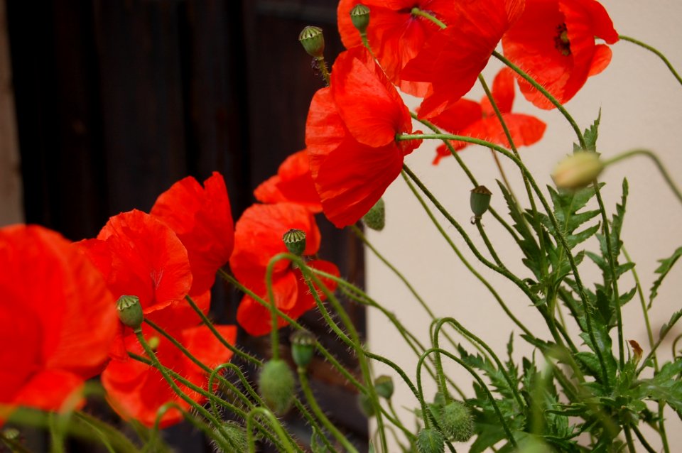 Flower Plant Flowering Plant Poppy