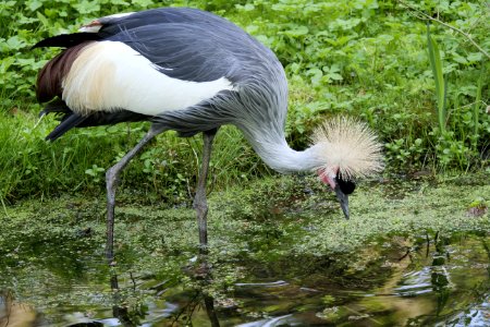 Bird Crane Like Bird Crane Beak