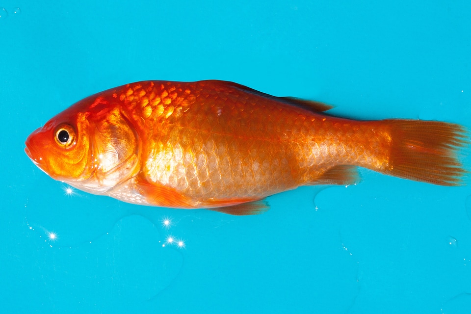 Android silberig cyprinidae