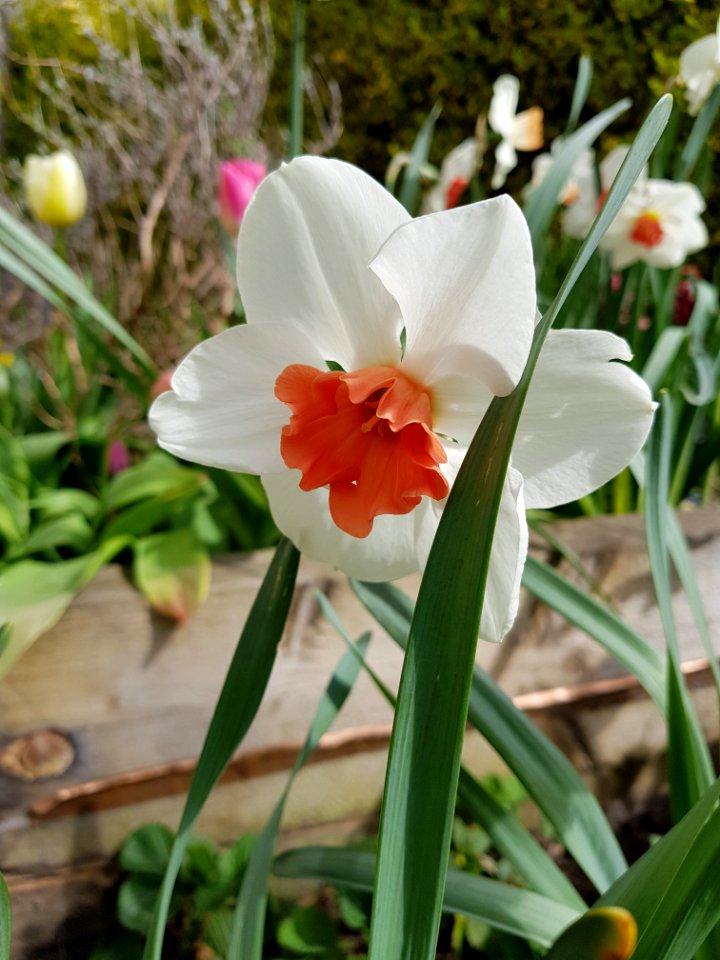 Flower Plant Flowering Plant Spring photo