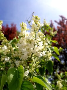 Plant Spring Blossom Tree