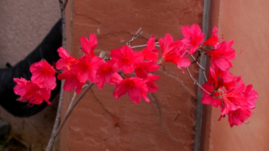 Flower Plant Pink Flowering Plant