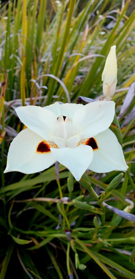 Flower Plant Flora Flowering Plant