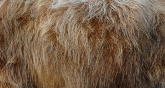 Fur Fur Clothing Mane Snout