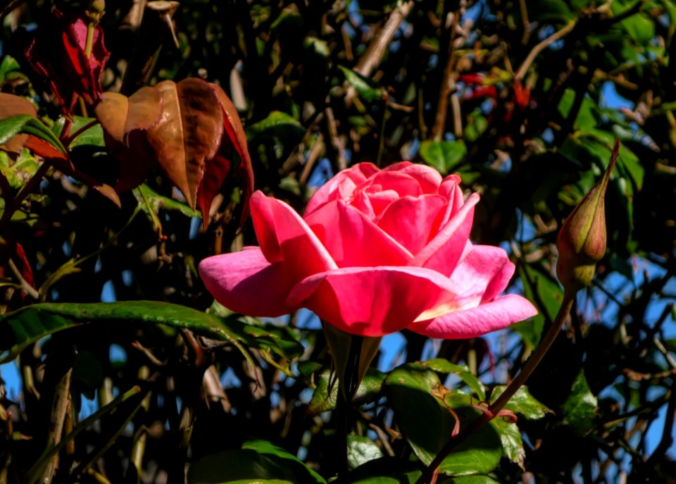 Plant Flower Rose Family Flora