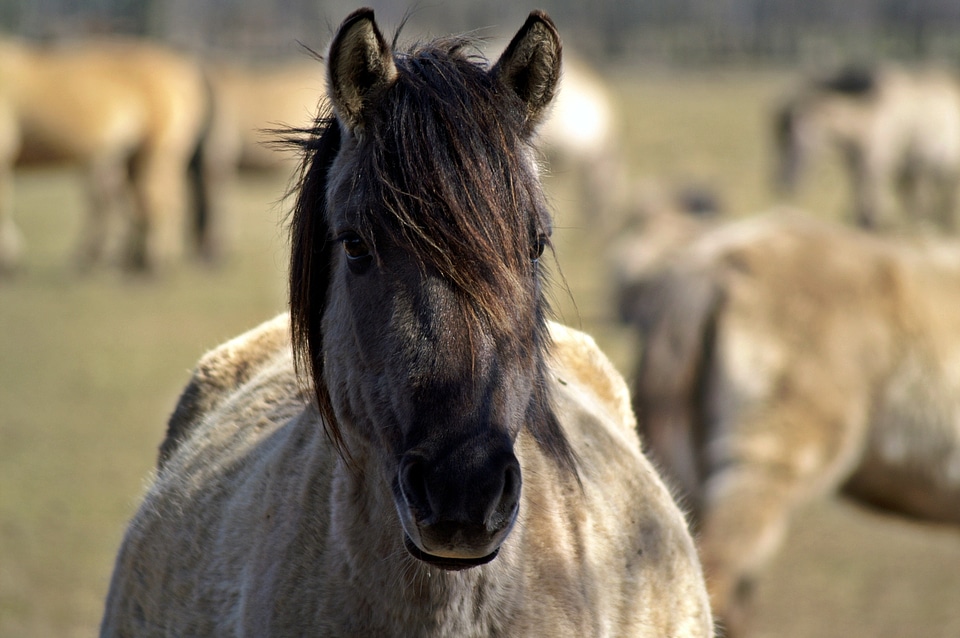 Pregnant dülmen germany horse