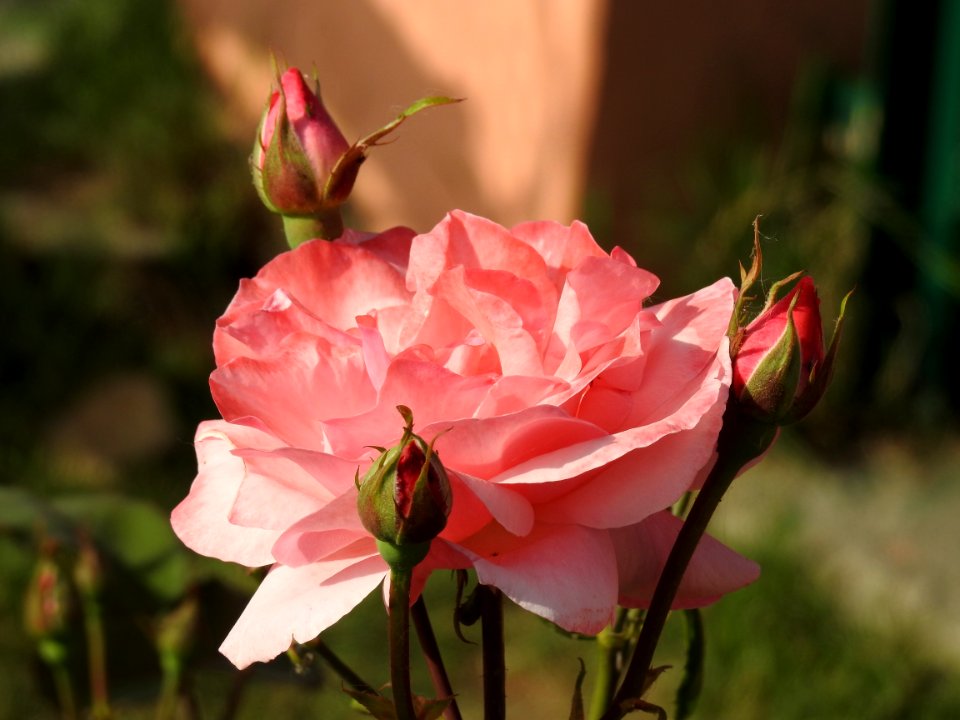Flower Rose Family Pink Rose