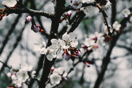 Blossom Branch Spring Flower photo