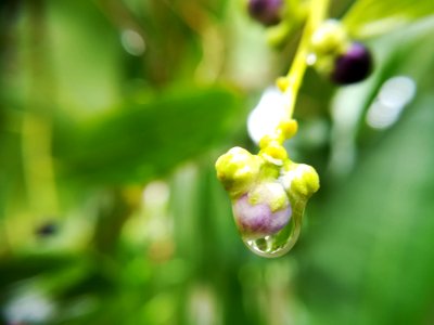 Flora Macro Photography Close Up Spring photo