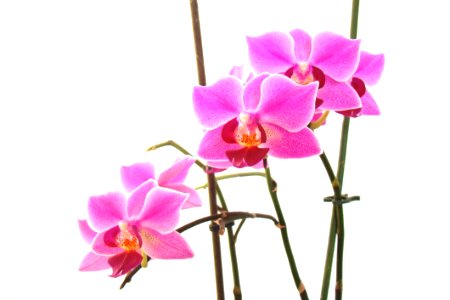 Flower Flowering Plant Plant Flora