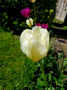 Flower Plant Flowering Plant Tulip