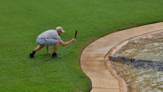 Grass Vertebrate Water Lawn