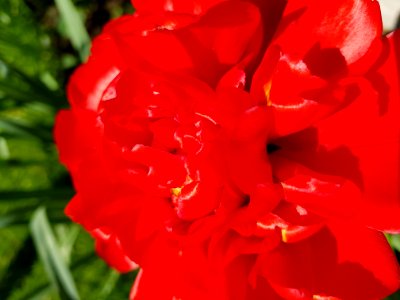 Flower Floribunda Flowering Plant Plant