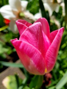 Flower Plant Tulip Flowering Plant photo
